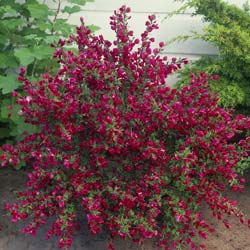 Cytisus scoparius Boskoop Ruby